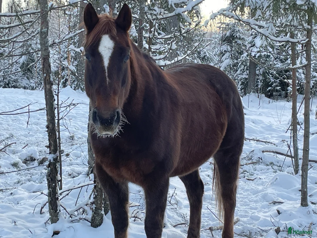 Western hästar till salu: Fantastisk Quarter - Annons 3