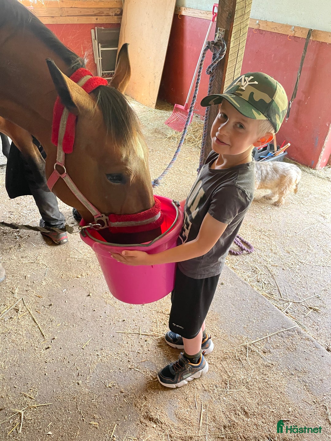 Allround hästar till salu: Fina Tilly. i Söderåkra - Annons 1