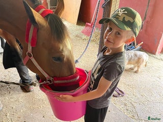 hästar Fina Tilly. i Söderåkra - Annons 16