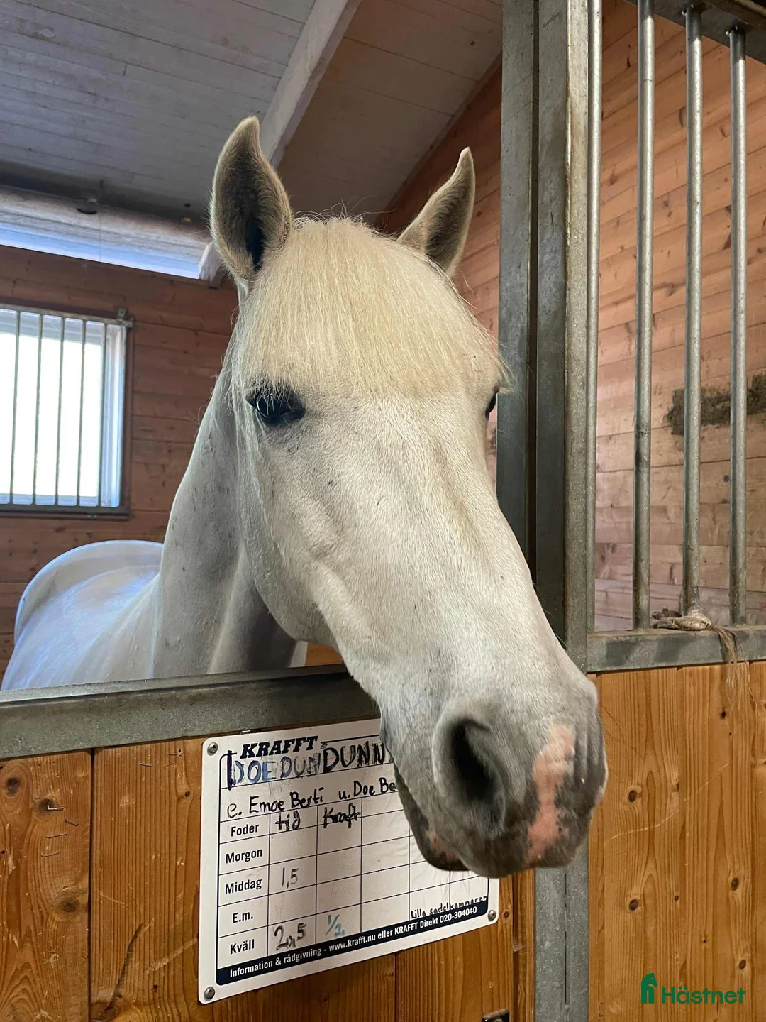 Allround hästar till salu: Träningskompis/läromästare säljes i Söderhamn - Annons 4