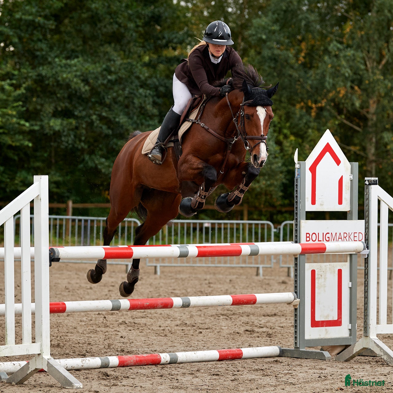  hästar 8 års hoppe efter Chacfly PS🤩 i Gilleleje - Annons 3