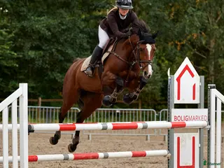 hästar 8 års hoppe efter Chacfly PS🤩 i Gilleleje - Annons 3