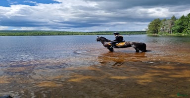  hästar i Järvsö - Annons 2