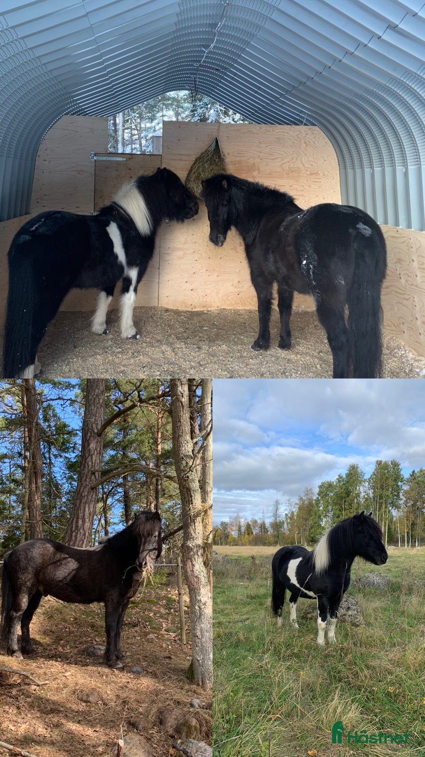  hästar Två underbara valacker till salu - Annons 2