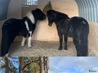 hästar Två underbara valacker till salu - Annons 9