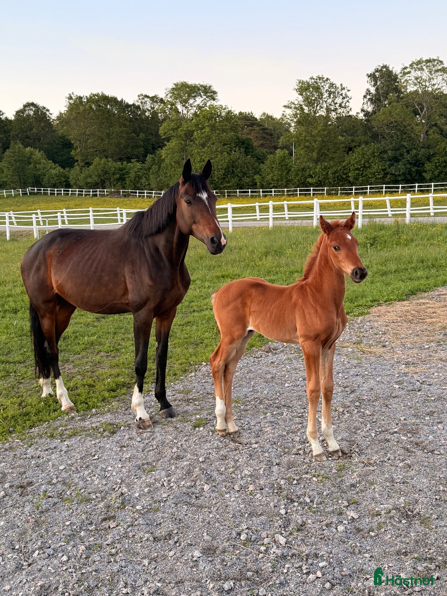  hästar Equines Willow Hingstföl född maj 2026 - Annons 2