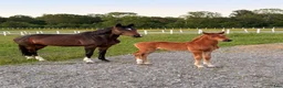 Dressyr hästar till salu: Equines Willow Hingstföl född maj 2026 - Annons 2
