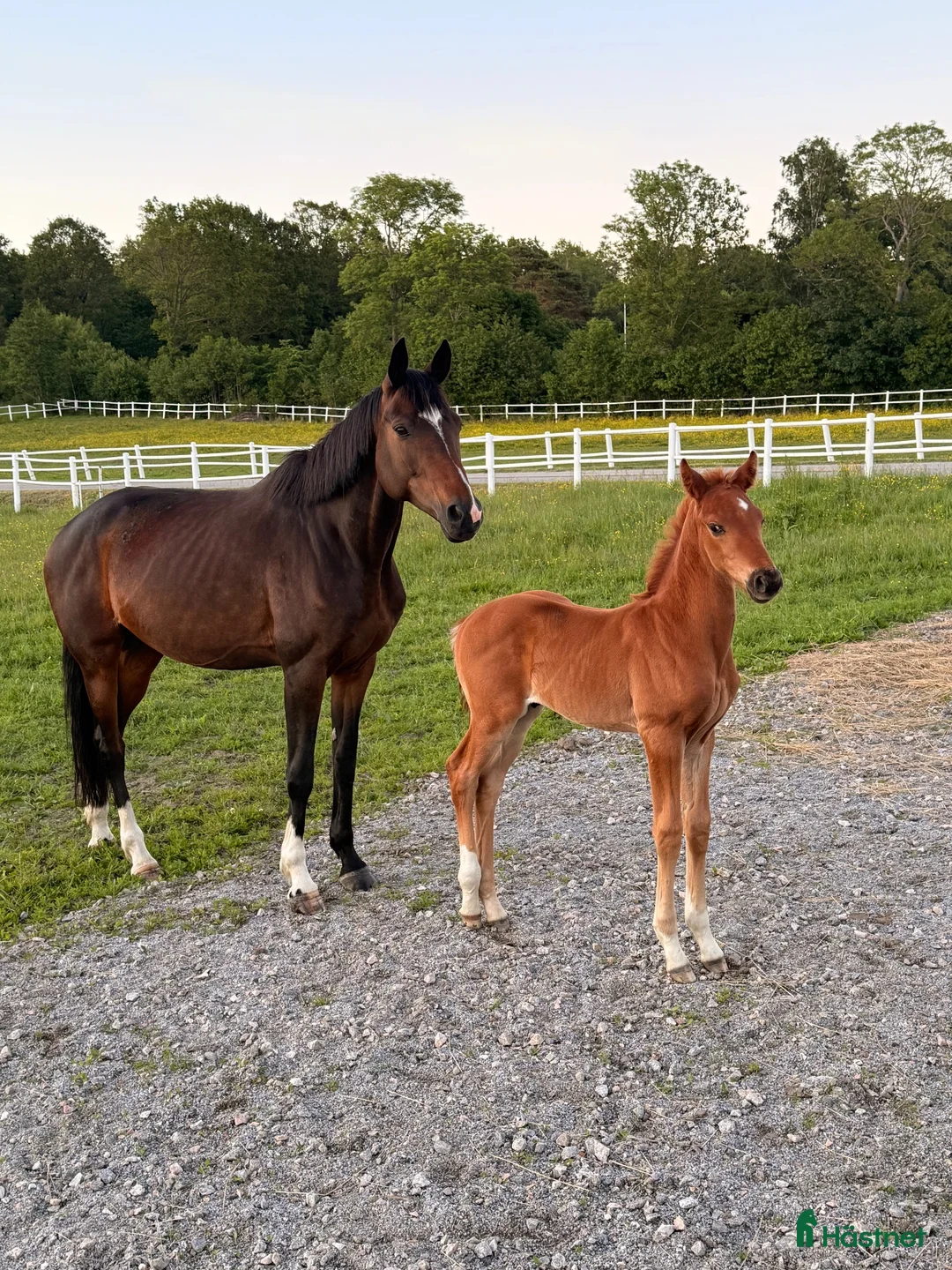 Dressyr hästar till salu: Equines Willow Hingstföl född maj 2026 - Annons 2