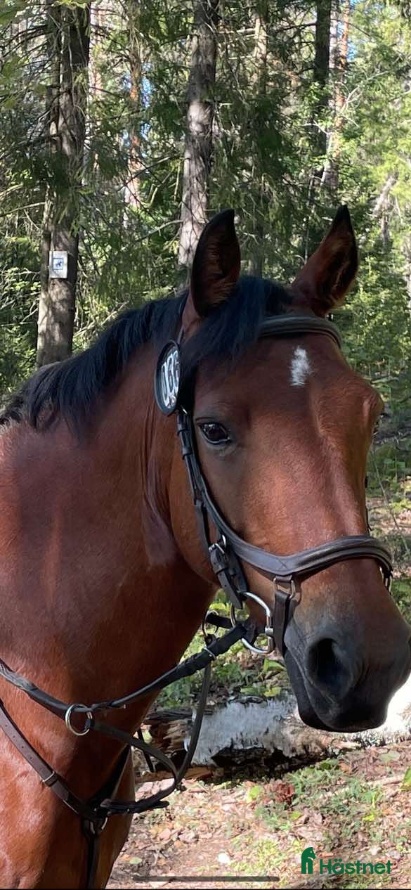  hästar Supersnäll D-ponny i Kungsängen - Annons 4