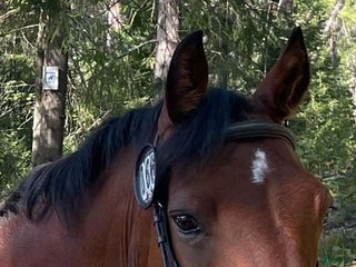 hästar Supersnäll D-ponny i Kungsängen - Annons 4