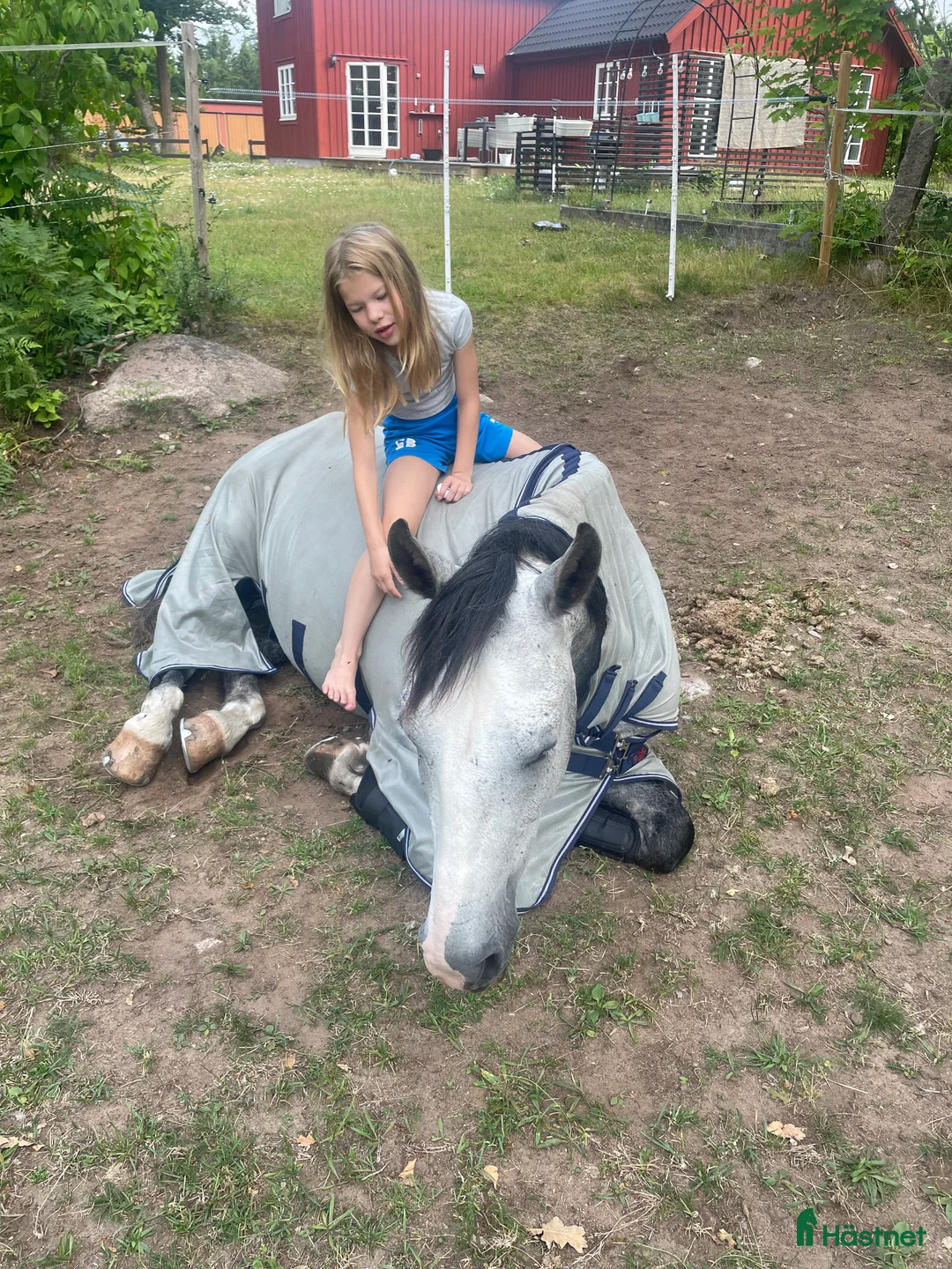 Allround hästar till salu: Killen med enormt hjärta  i Vassmolösa - Annons 4