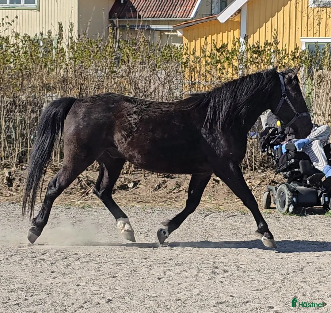 Allround hästar till salu: Oslipad diamant - Annons 1