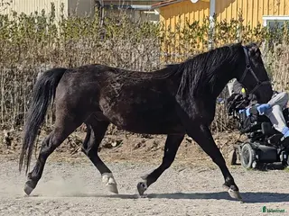 Allround hästar till salu: Oslipad diamant - Annons 3