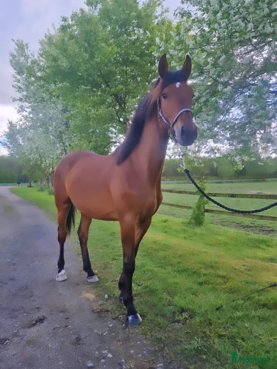 Hoppning hästar till salu: Lovande sto med toppstam ✨️ - Annons 1