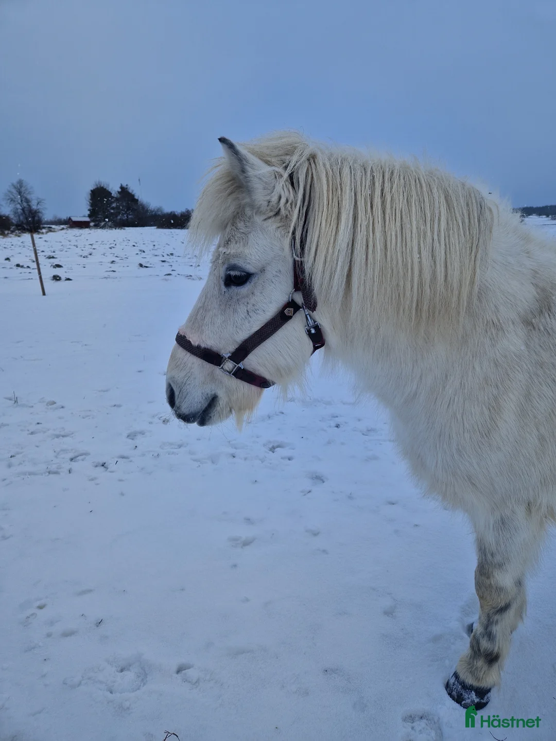 Island hästar till salu: Islandssto i Uppsala - Annons 1