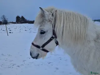hästar Islandssto i Uppsala - Annons 4