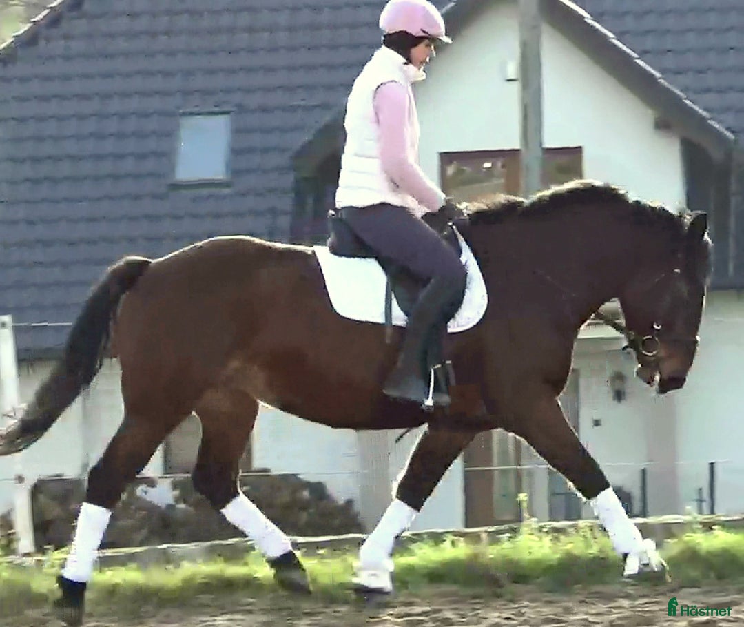 Allround hästar till salu: Gorgeous, sweet and ready for anything allrounder i Örsundsbro - Annons 14