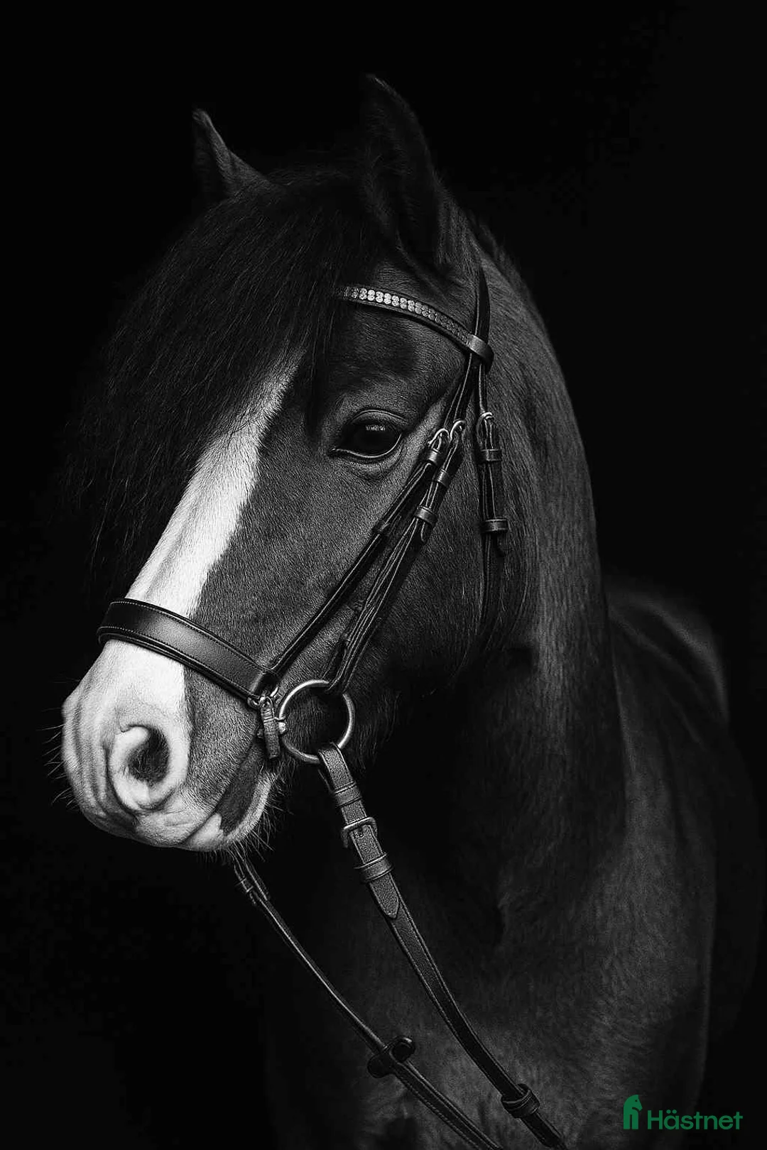 Allround hästar till salu: Framtida B-Ponny för tävling, Ametist  i Robertsfors Ö - Annons 2