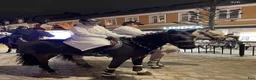 Allround hästar till salu: En stjärna söker föralltidhem ⭐️ - Annons 5