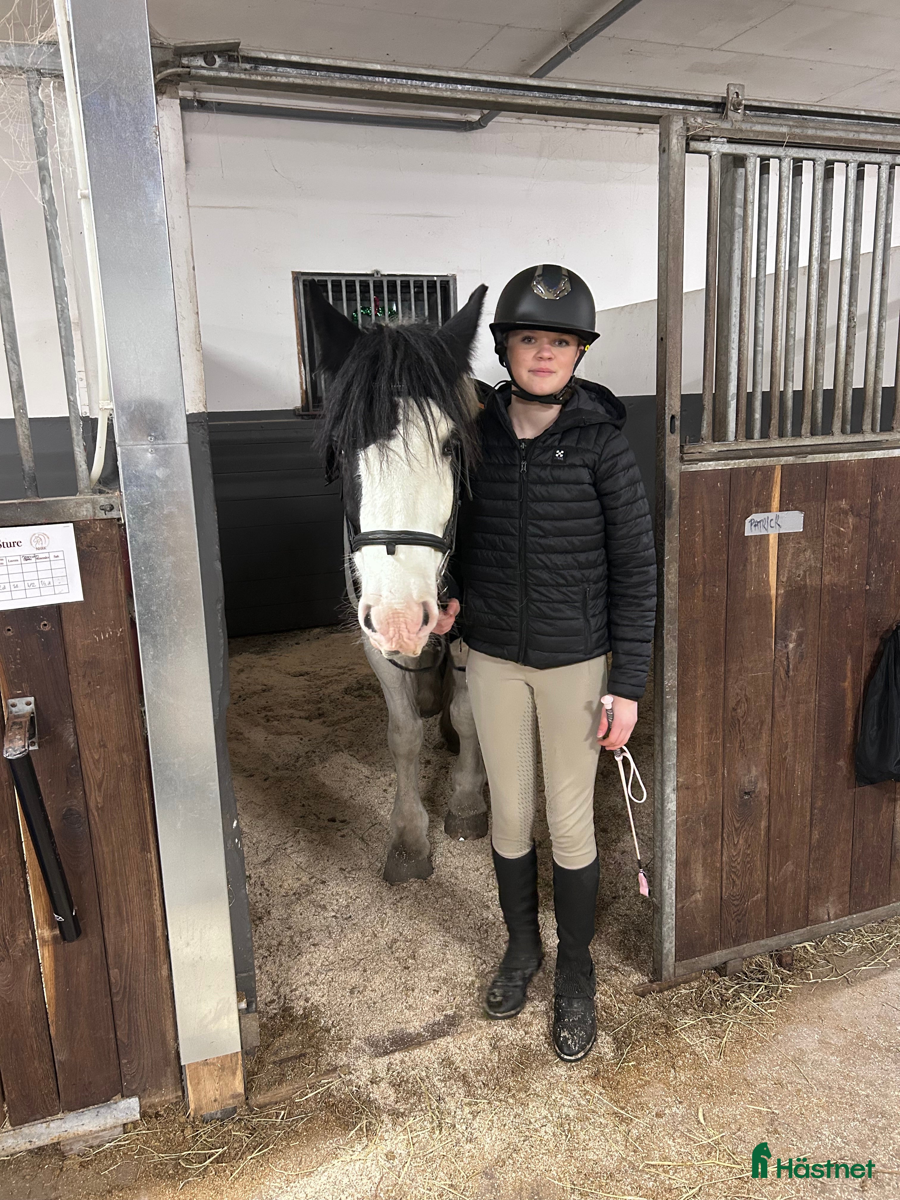  medryttarhäst sökes: Medryttarhäst sökes  - Annons 7