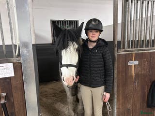 medryttarhäst sökes: Sköthäst sökes i Kungsbacka - Annons 6