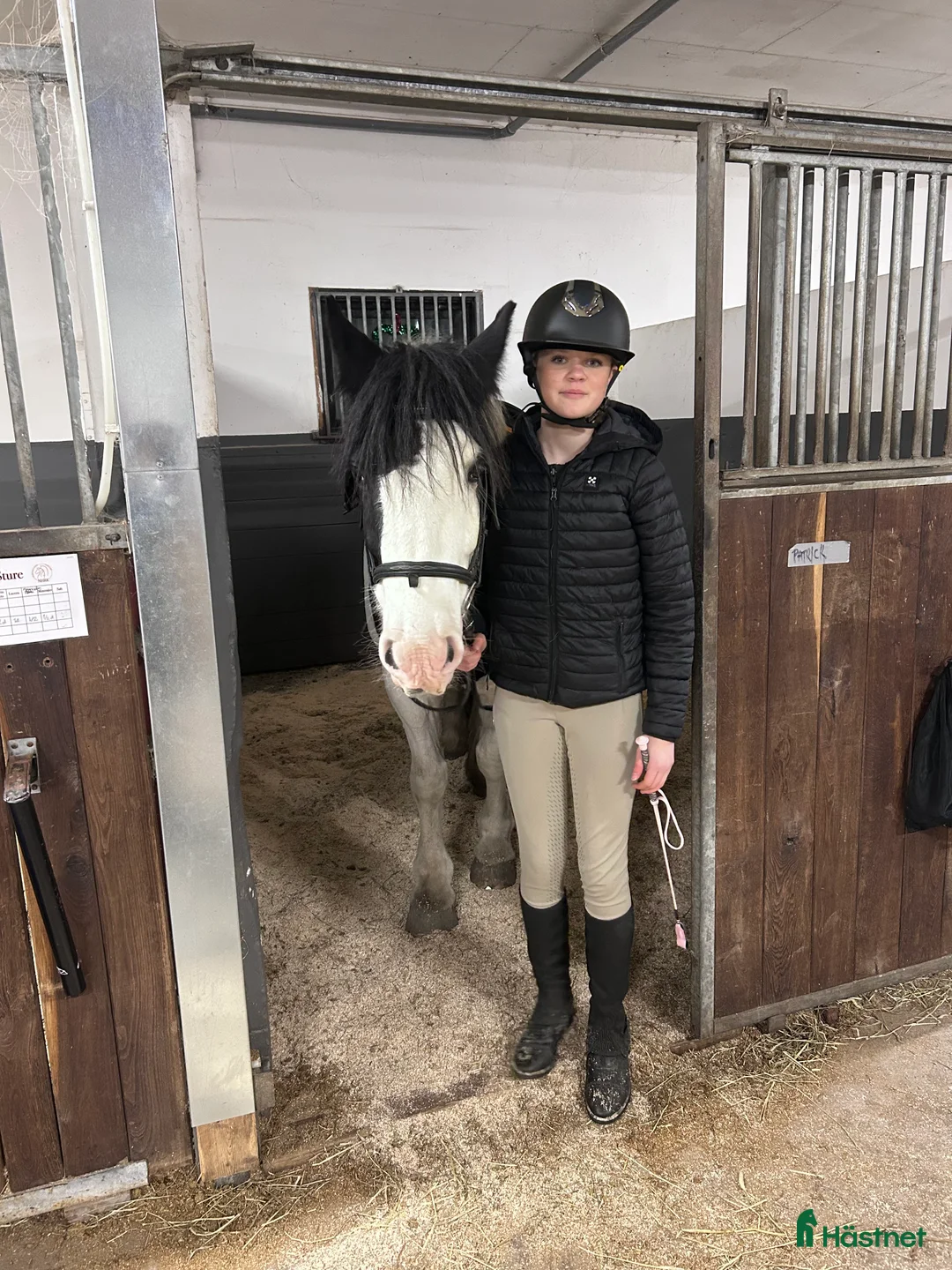  medryttarhäst sökes: Medryttarhäst sökes  - Annons 1