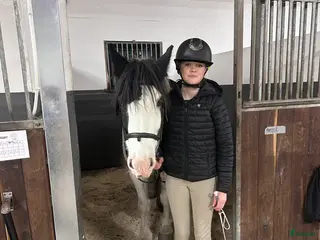 medryttarhäst sökes: Medryttarhäst sökes - Annons 7