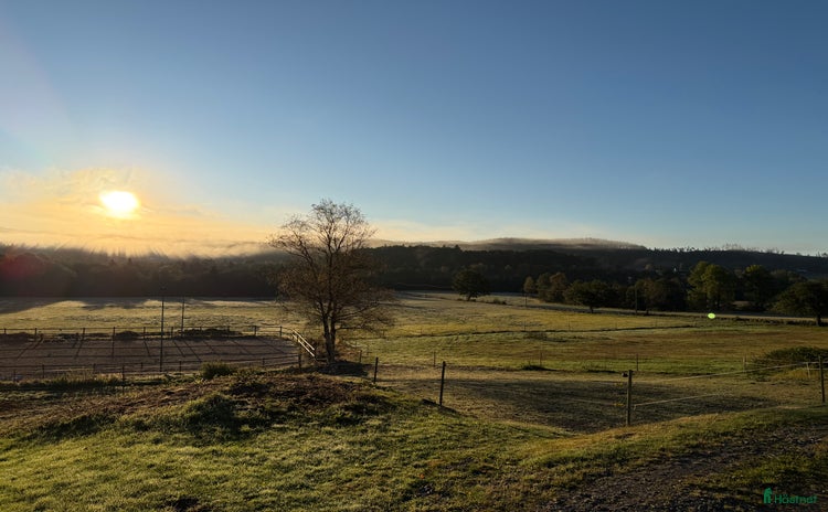  hästar i Rävlanda - Annons 3
