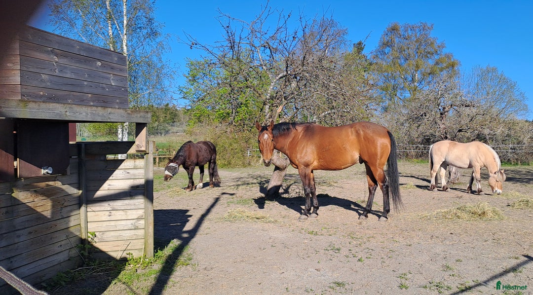  stallplats finnes: Stallplats Box ledig, Ekerö kommun i Skå - Annons 5