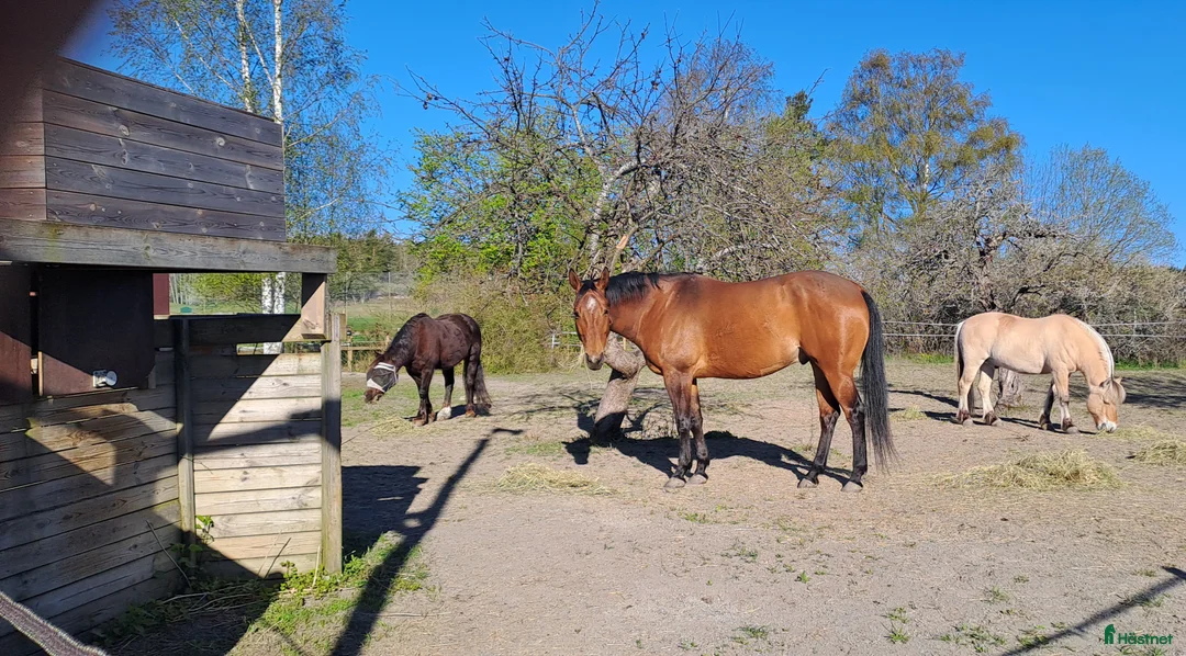  stallplats finnes: Stallplats Box ledig, Ekerö kommun, Skå - Annons 5