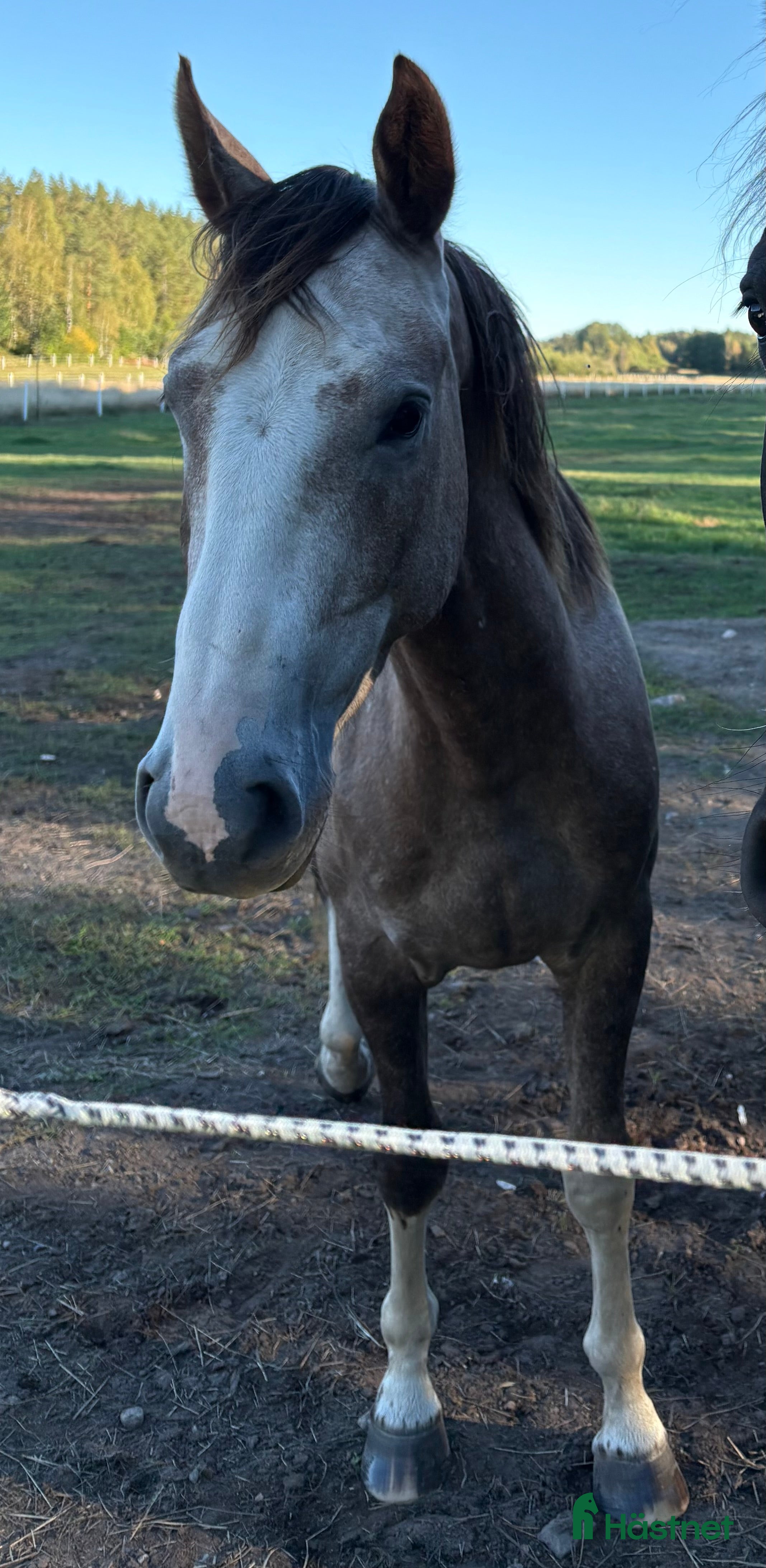 Allround hästar till salu: Snäll swb valack i mindre format i Vikbolandet - Annons 1