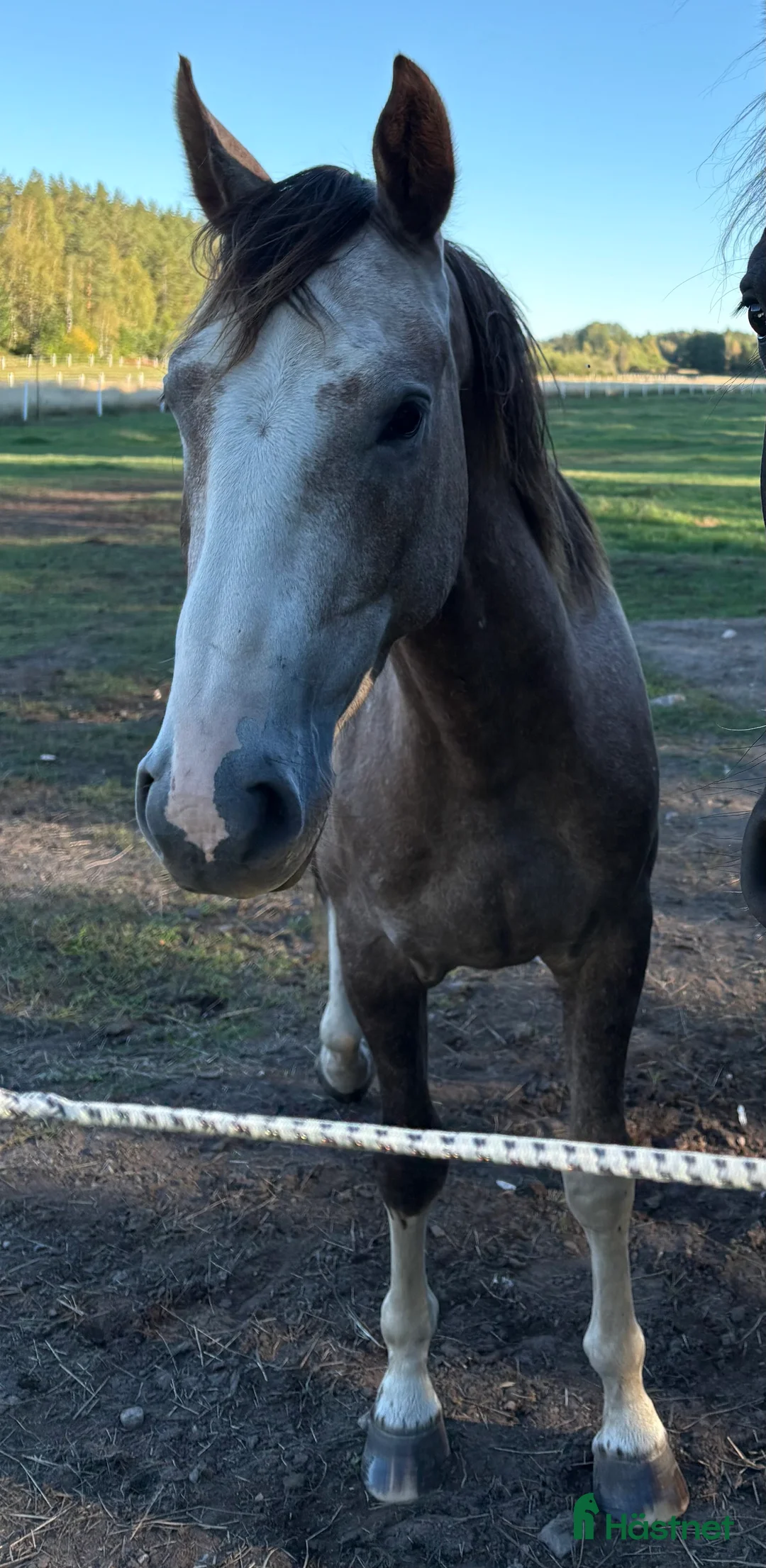 Allround hästar till salu: Snäll swb valack i mindre format i Vikbolandet - Annons 1