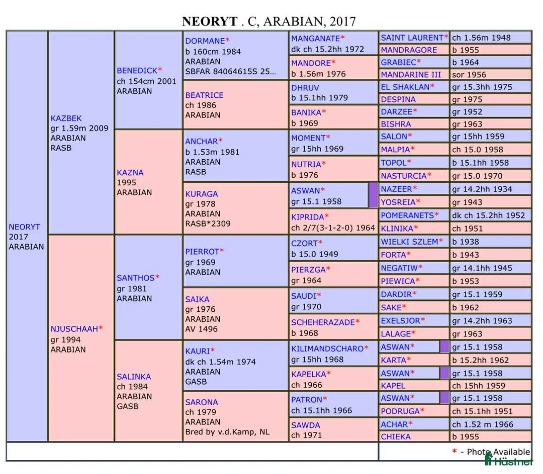Allround hästar till salu: Arabiskt Fullblod söker nytt hem❤️ - Annons 8
