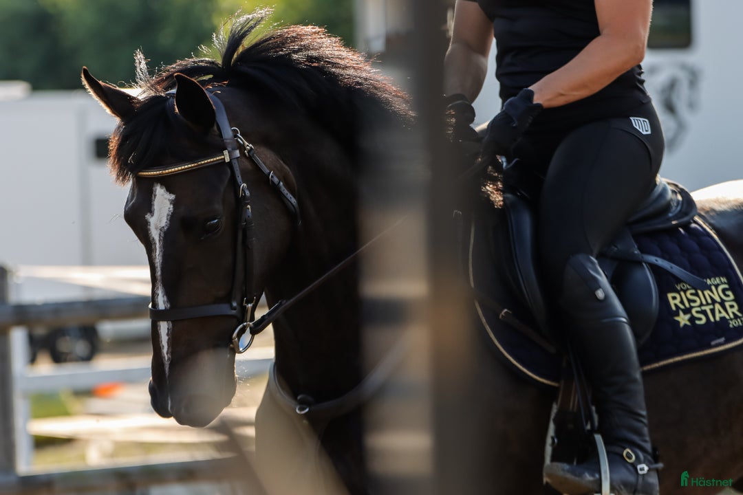 Allround hästar till salu: Dubbeltalang! i Strömstad - Annons 2
