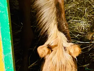 hästar Blandras 75 % PRE i Conil de la Frontera - Annons 18