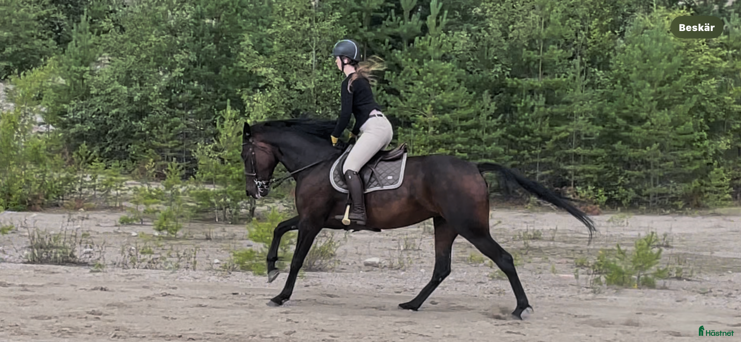  hästar Trevlig ridhäst i Valbo - Annons 22
