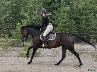 hästar Trevlig ridhäst i Valbo - Annons 21
