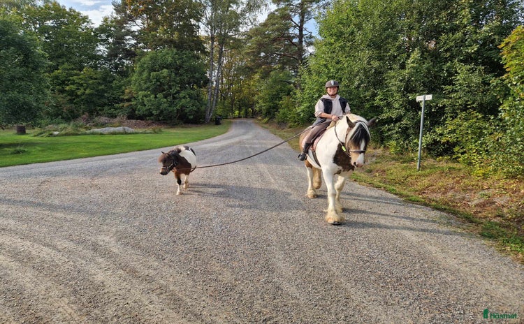 hästar i Norrtälje - Annons 1
