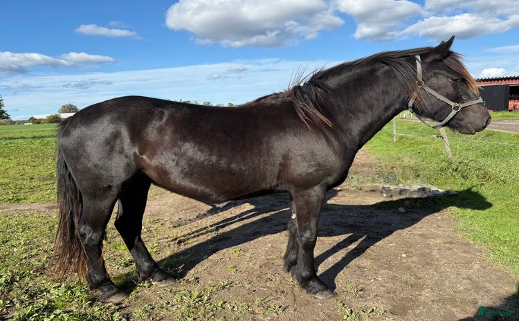  hästar i Borlänge - Annons 2