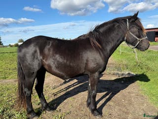 hästar Inkört kallblodssto i Borlänge - Annons 3