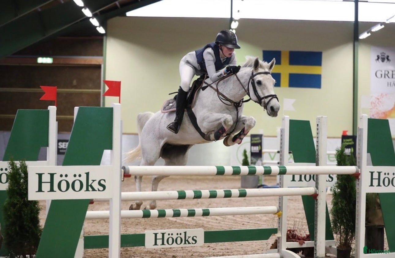  hästar Samlingsannons topponny & häst avelsston - Annons 2