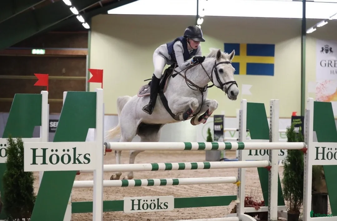 Avelshästar hästar till salu: Samlingsannons topponny & häst avelsston - Annons 1