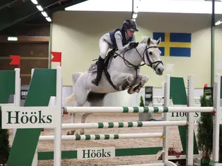 hästar Samlingsannons topponny & häst avelsston - Annons 2