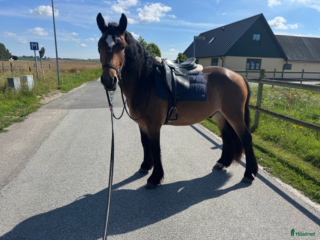 Allround hästar till salu: Underbar nordsvensk  i Staffanstorp - Annons 1