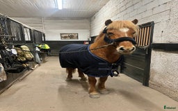 Island hästar till salu: Fantastiskt sto i Häggeby - Annons 2