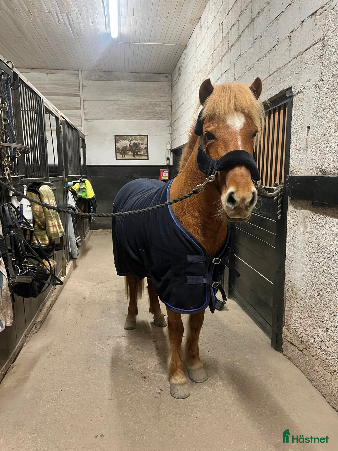 Island hästar till salu: Fantastiskt sto i Häggeby - Annons 2