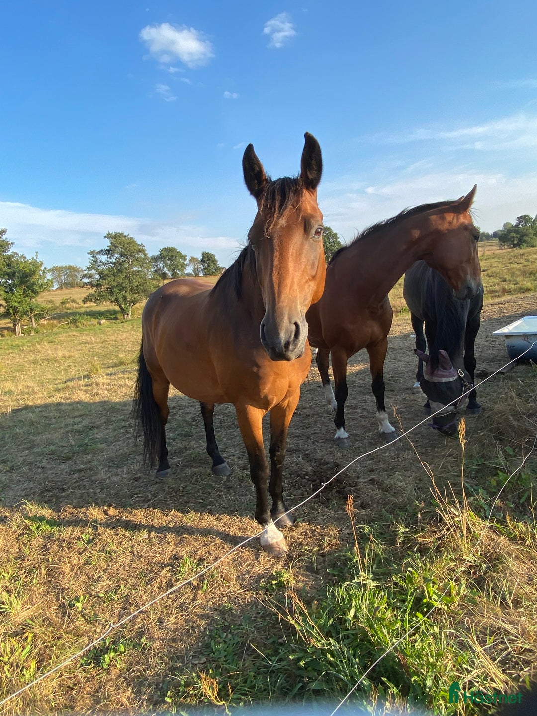  foderhäst finnes: Fodervärd eller annat upplägg! i Lövestad - Annons 4