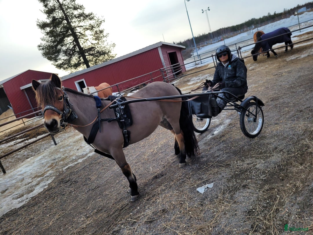Allround hästar till salu: Intressekoll L.G:S Etromella  i Umeå - Bild 4