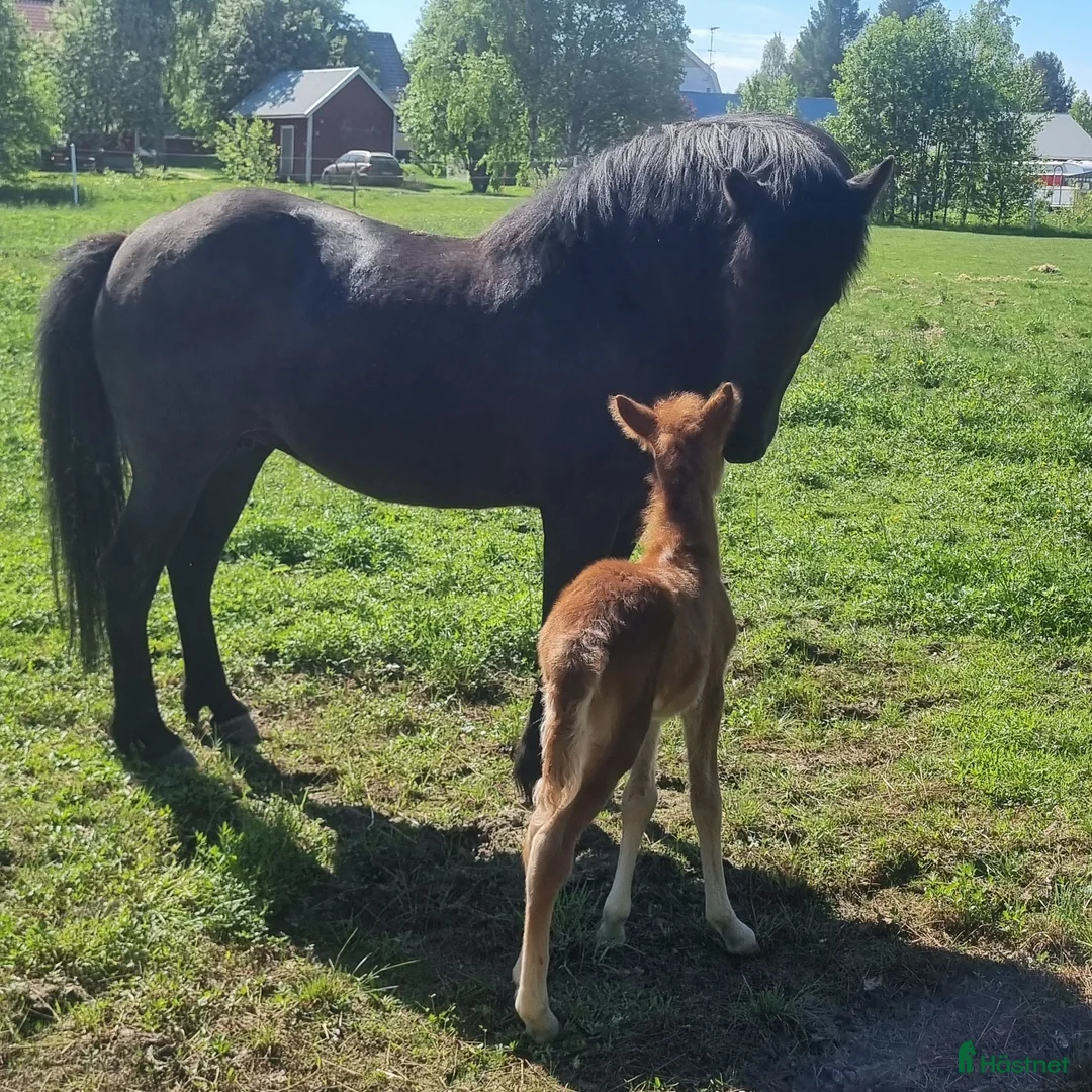 Allround hästar till salu: Dräktigt sto i Norrfjärden - Annons 1