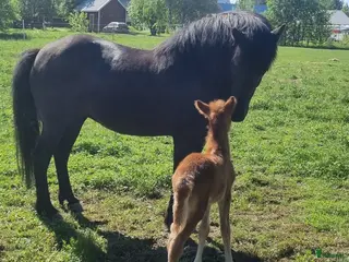 hästar Dräktigt sto i Norrfjärden - Annons 1